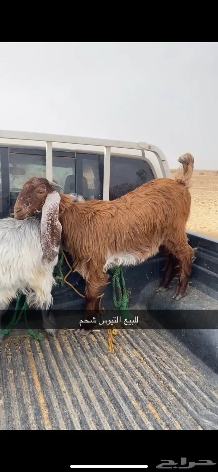 تيوس مخصاه 1