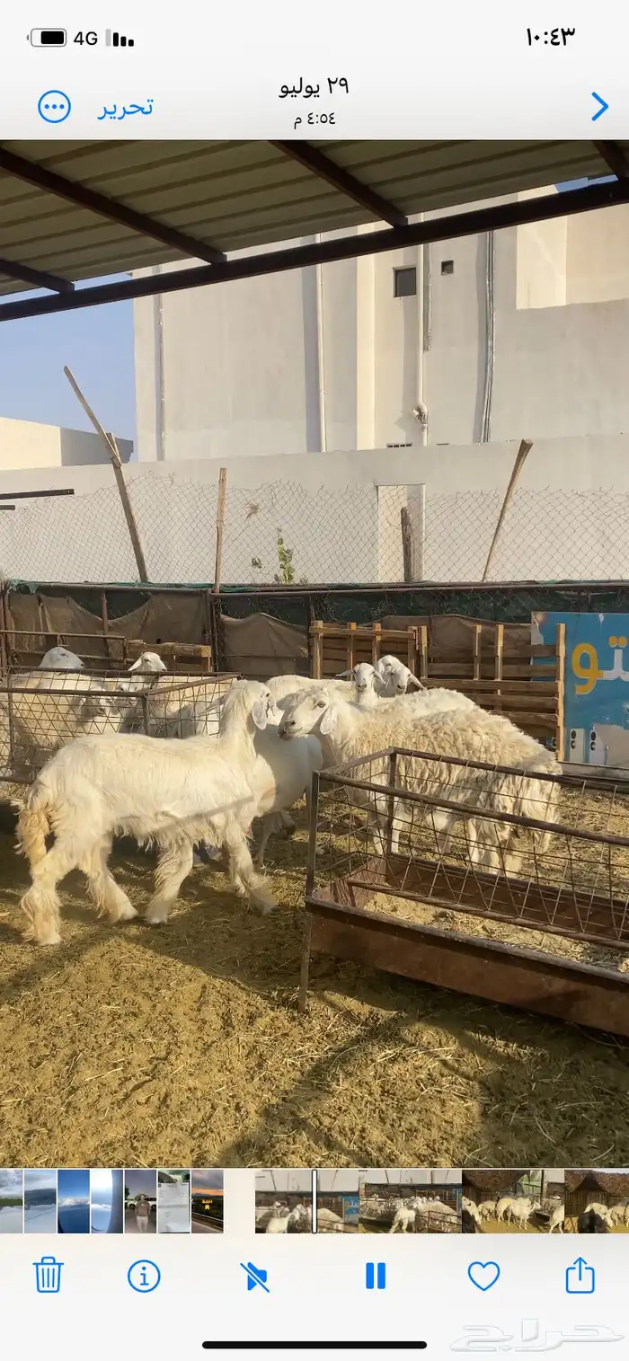 غنم حريه ورفيد 2