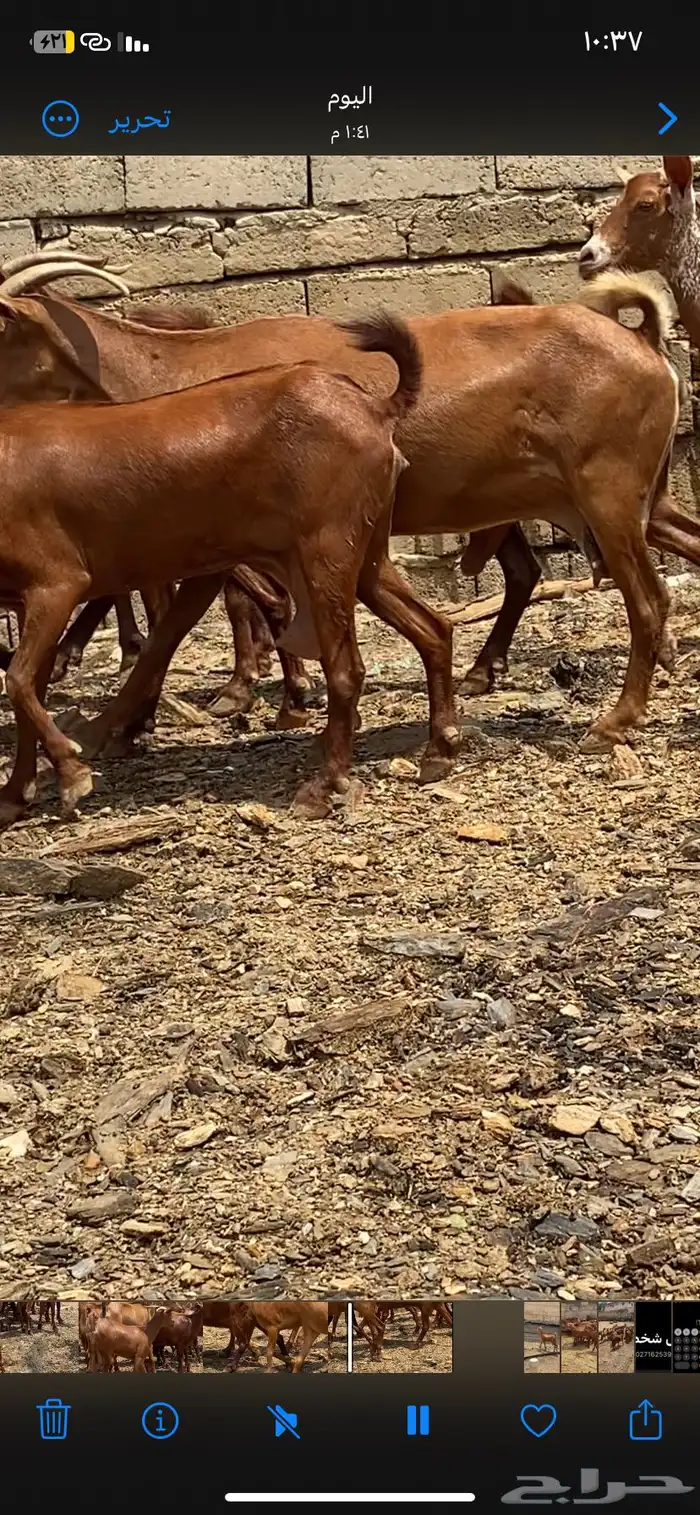 ماعز جنوبي ادهم 7