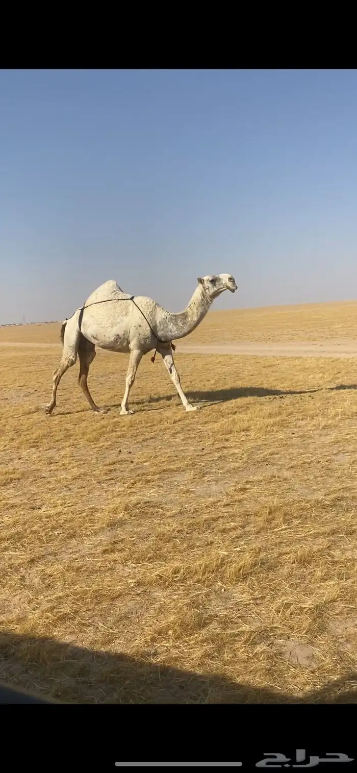 عشراء كفوا 0