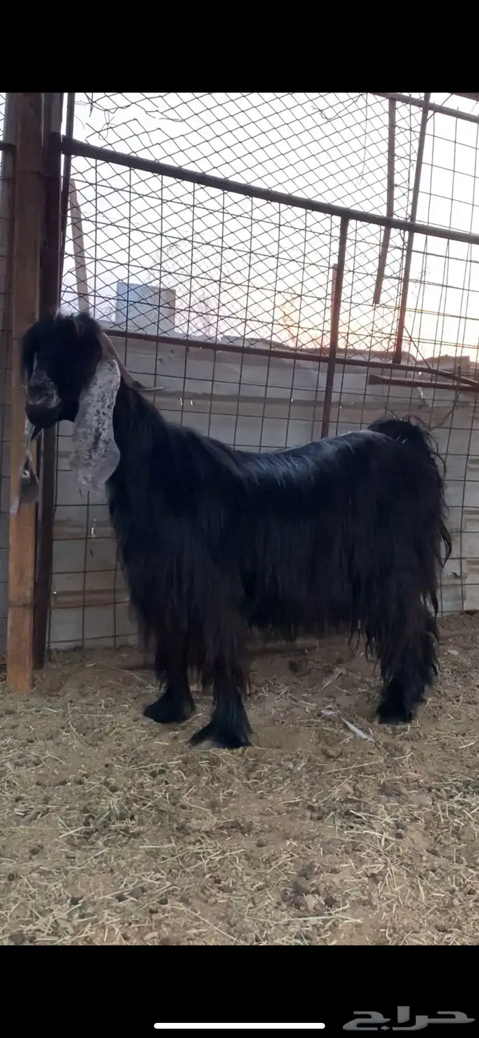 عنز عارضية والد صنف الصنف 0
