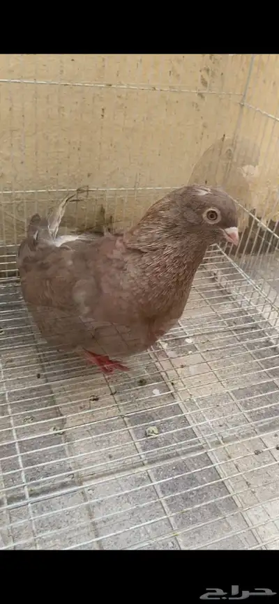 انثه صواف مصري حد 50 index