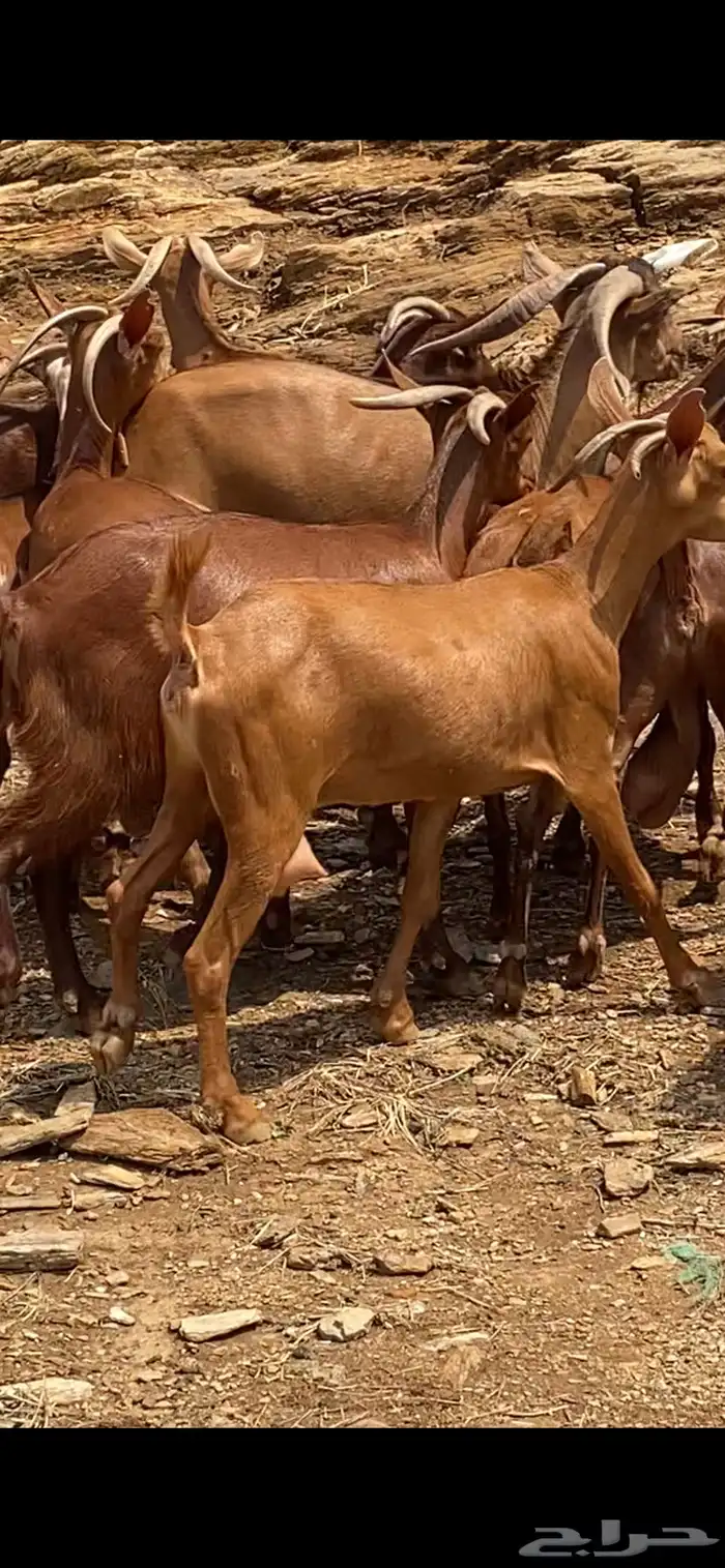 ماعز جنوبي ادهم 2