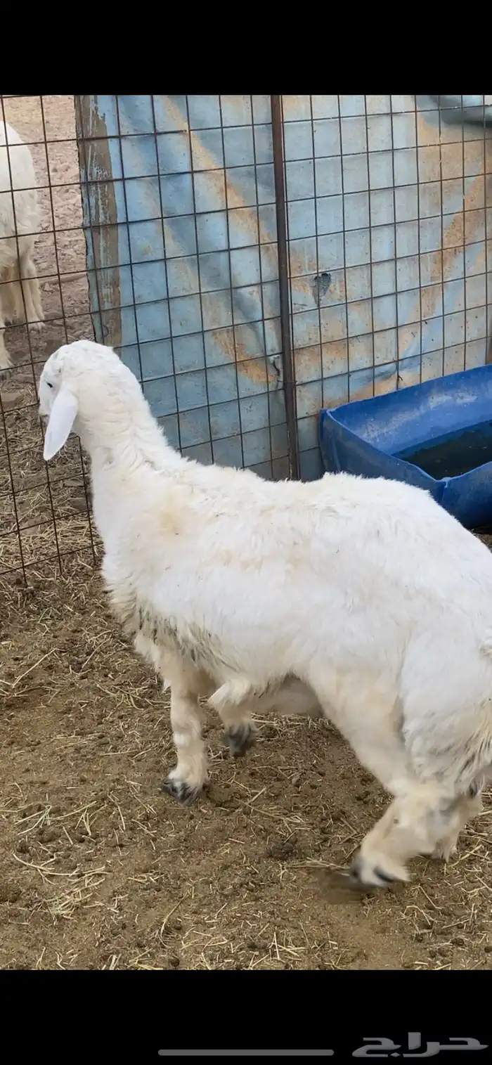 خروف حري جذع ذبيحة قافل شحم 6