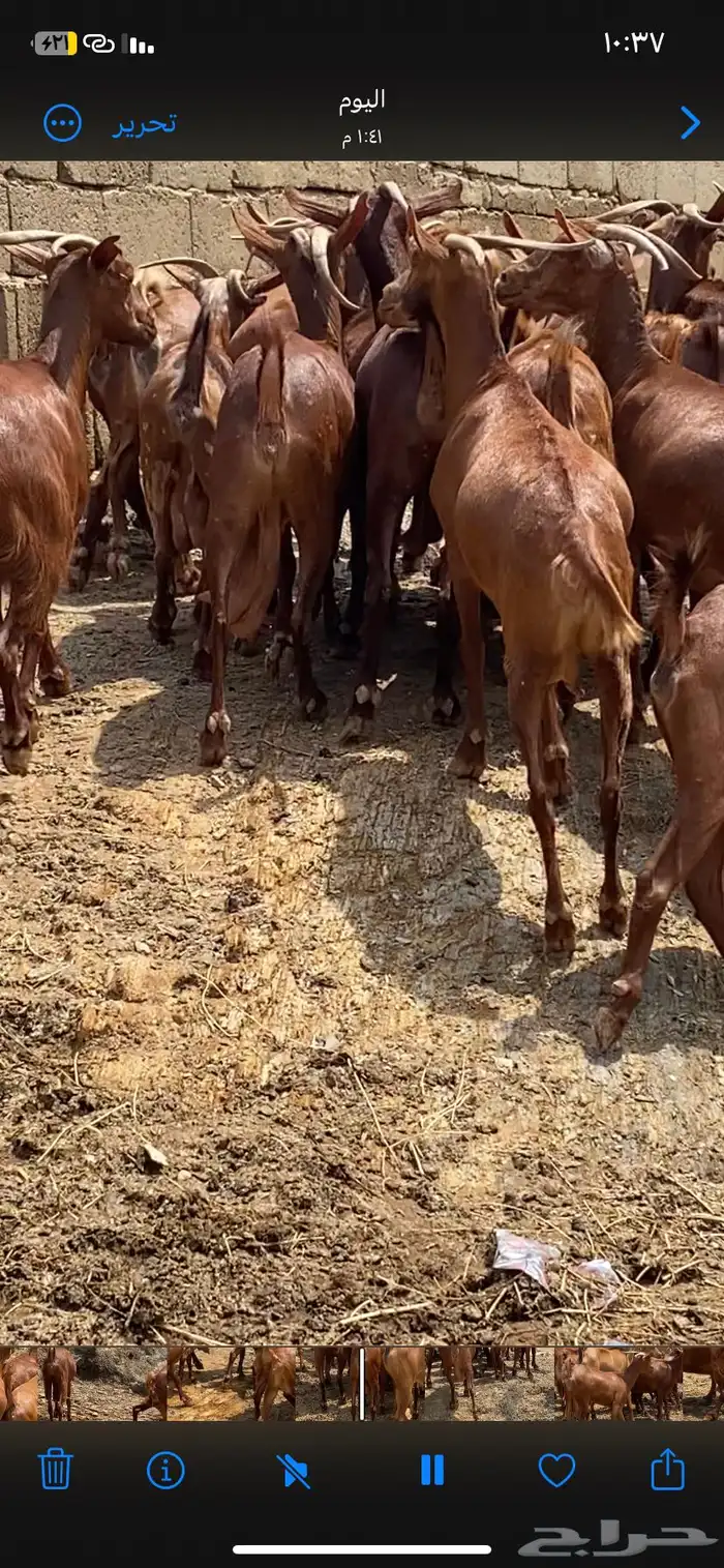 ماعز جنوبي ادهم 3