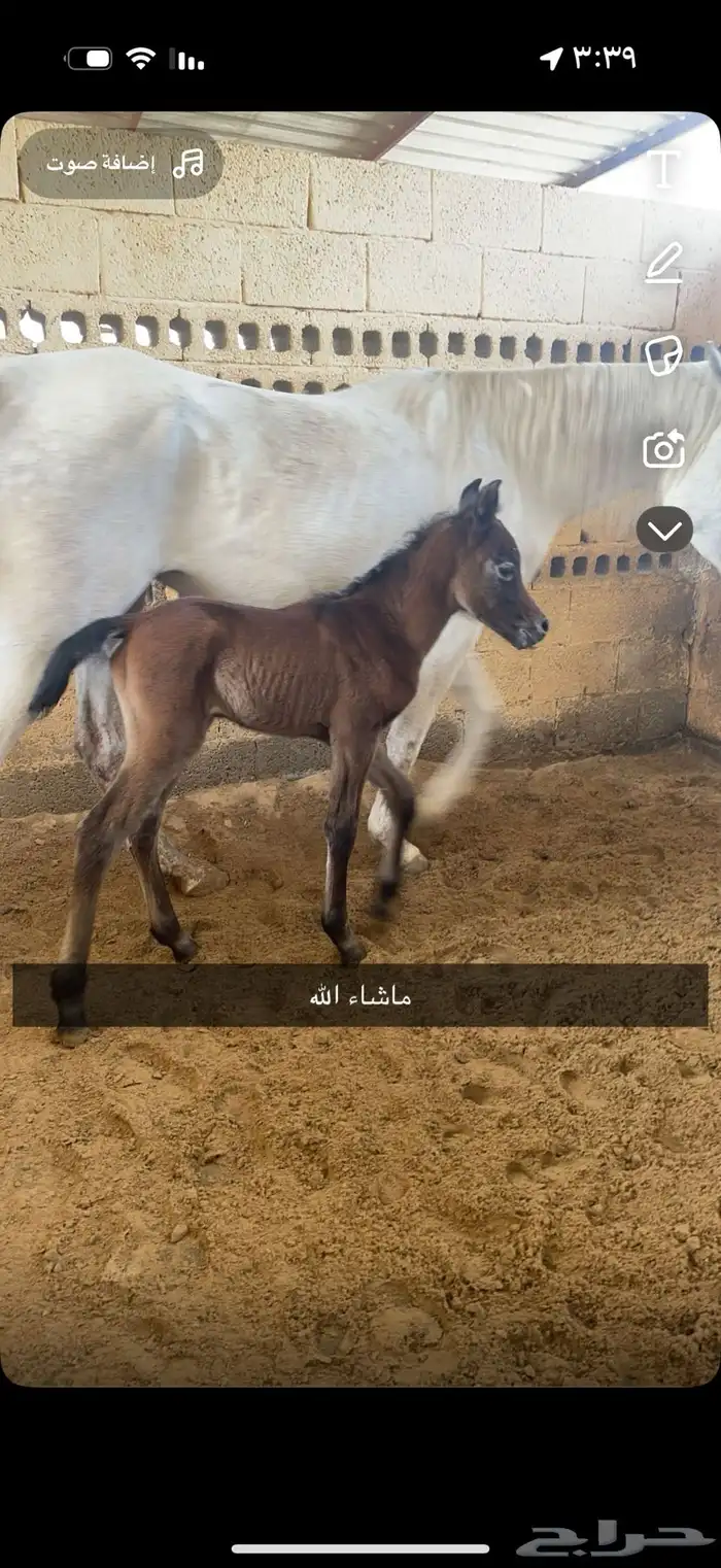 فرس مصرية بيور 2