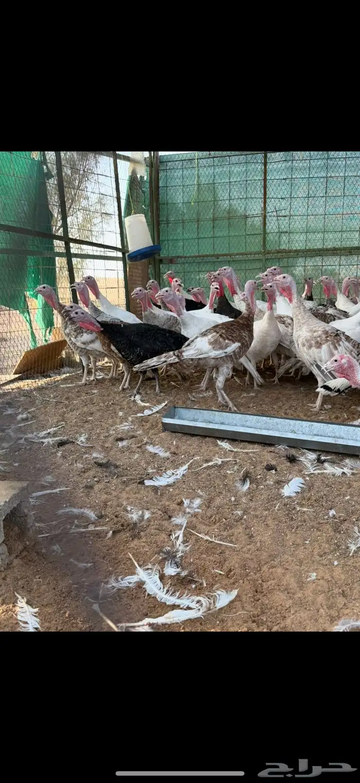 دجاج رومي بشاير 4