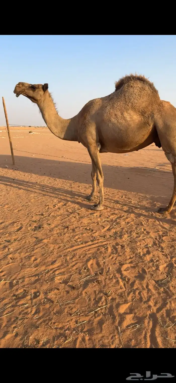 لقحه صفرا لها 7 شهور وعلى جميع الشروط 1