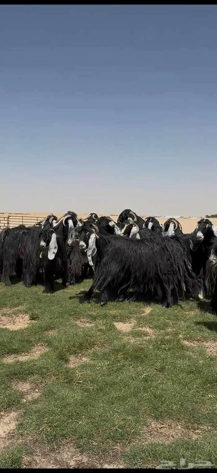 مراح عوارض فاخره اغلبها دفيع 9