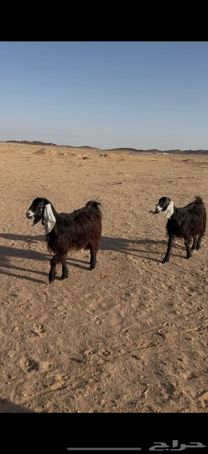 معزا 2