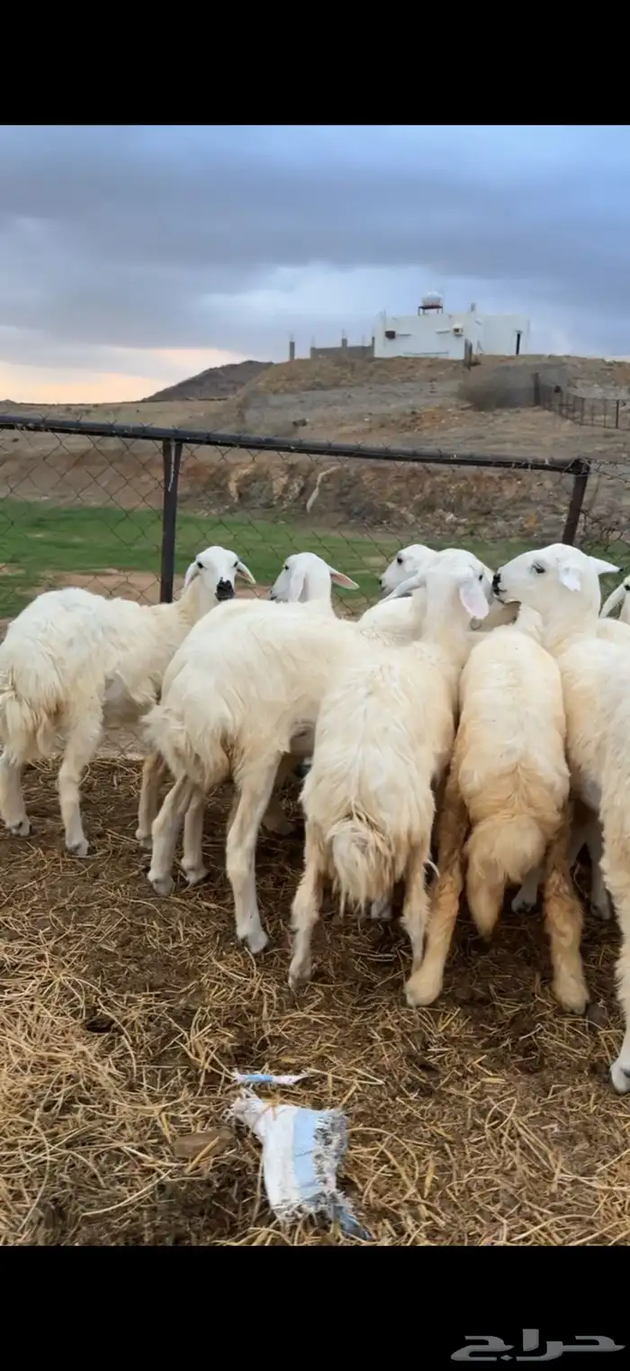 رخال مقاني 1