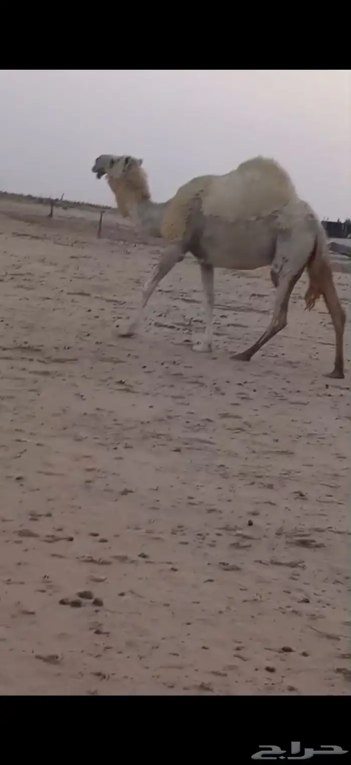 للبيع لقحة حكومية فوق البداوة شبب مضربة على فحل كفو 1
