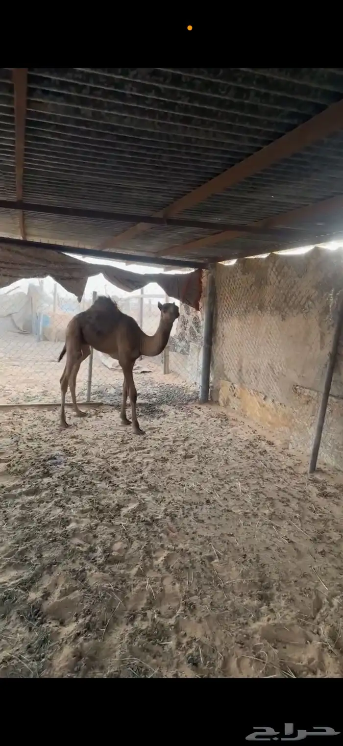 قعود قصب عمره 3 شهور حولها 3
