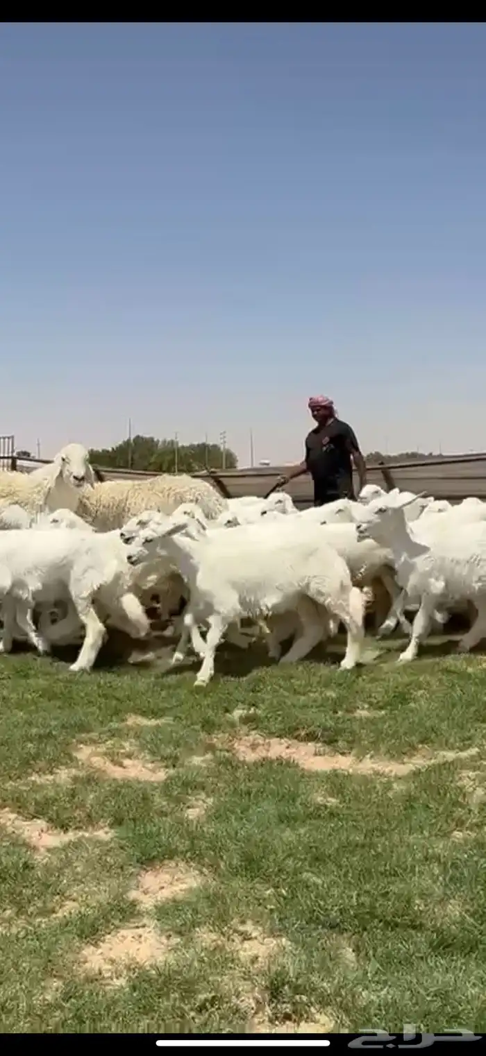 جذعات حريات صنف فاااخره مراح واحد ب فحولها 6