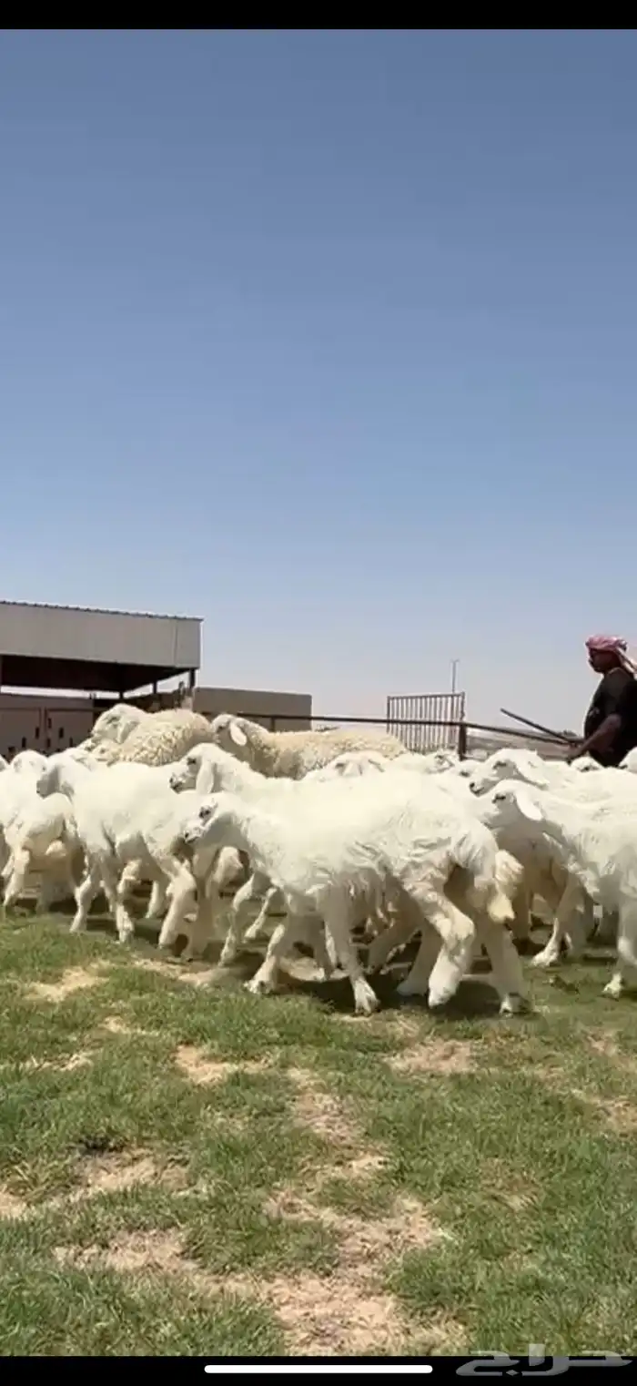 جذعات حريات صنف فاااخره مراح واحد ب فحولها 2