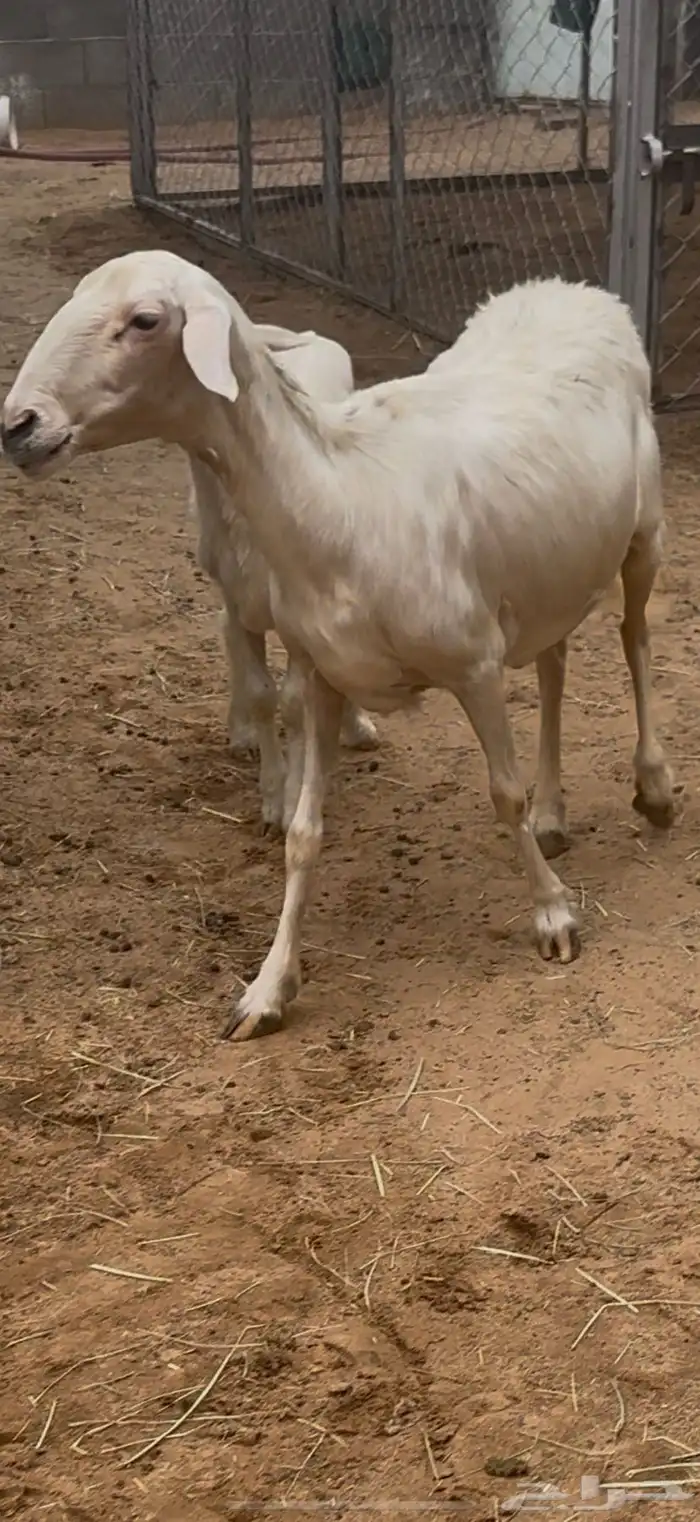 نعجة صفرا حلساء صنف 4