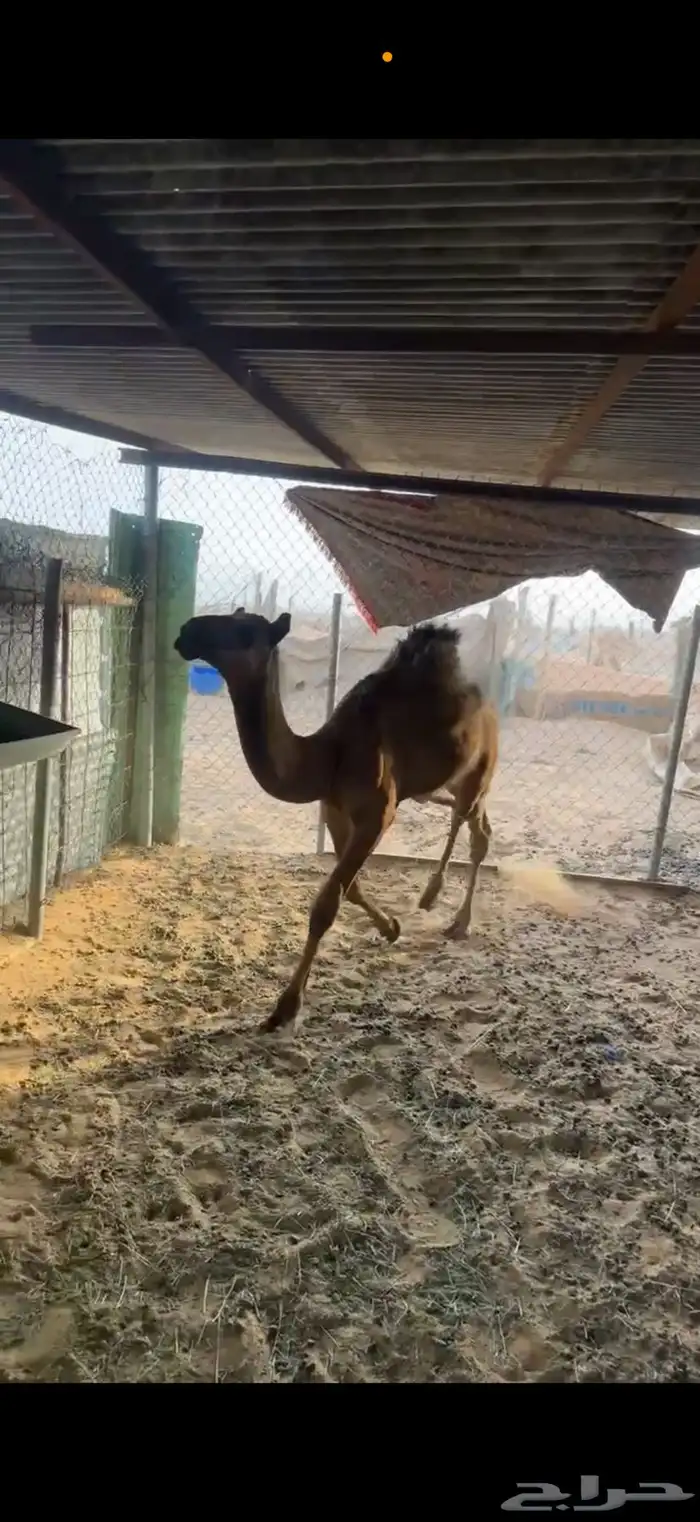 قعود قصب عمره 3 شهور حولها 0