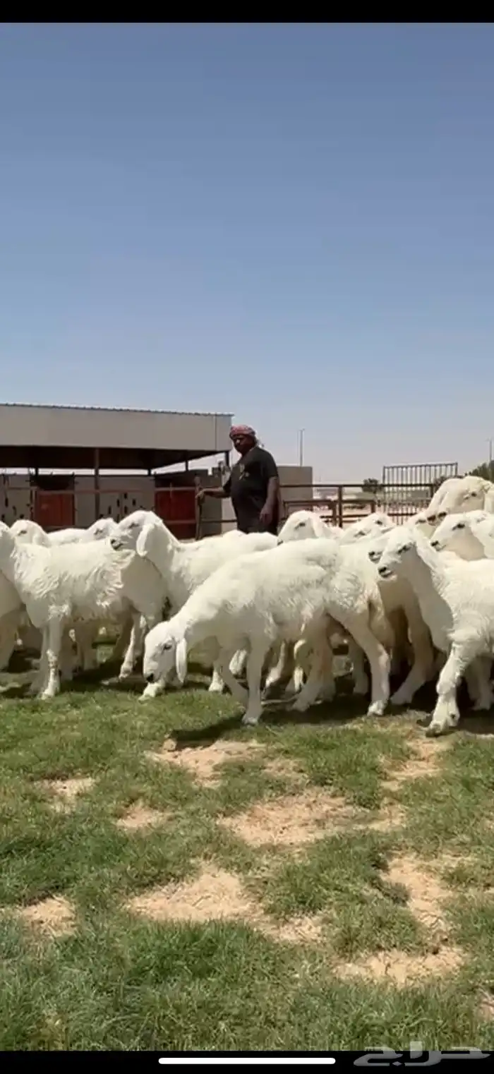 جذعات حريات صنف فاااخره مراح واحد ب فحولها 14