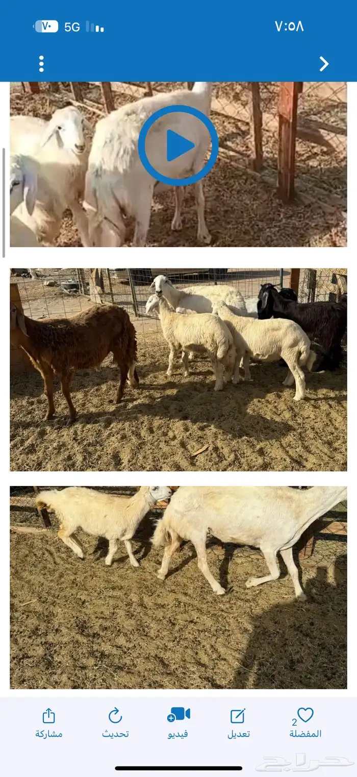 عدد طلي للبيع سمين 6 شهر 0