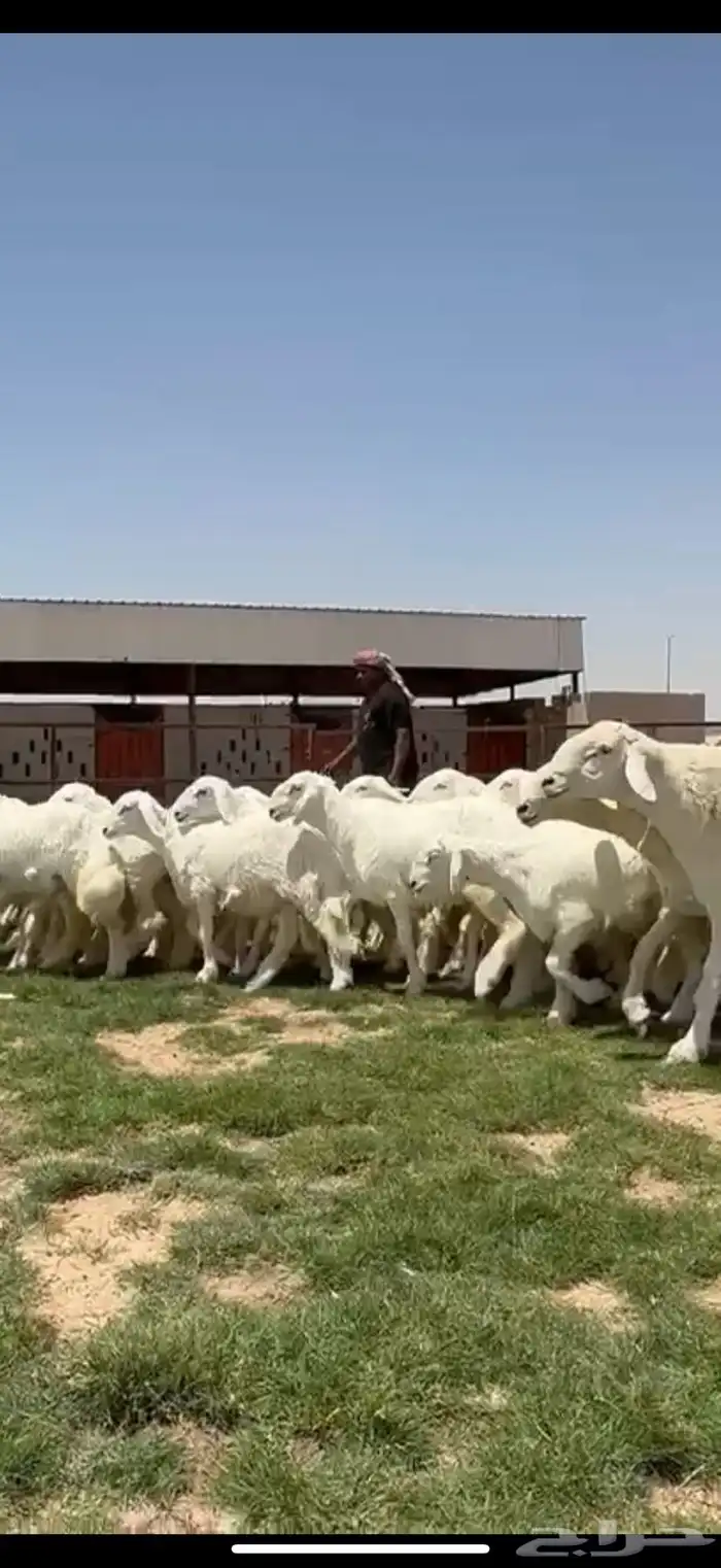 جذعات حريات صنف فاااخره مراح واحد ب فحولها 7
