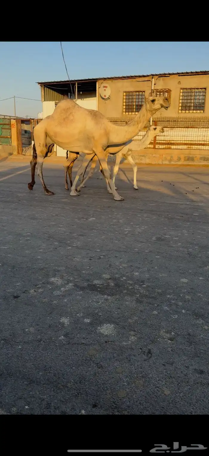 عشرا حدرها بكره 0