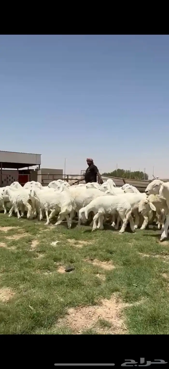 جذعات حريات صنف فاااخره مراح واحد ب فحولها 12