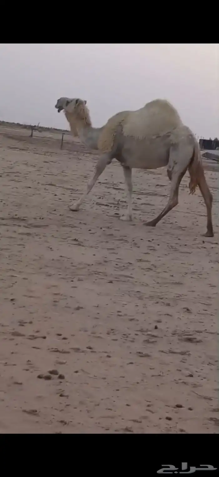 للبيع لقحة حكومية فوق البداوة شبب مضربة على فحل كفو 2