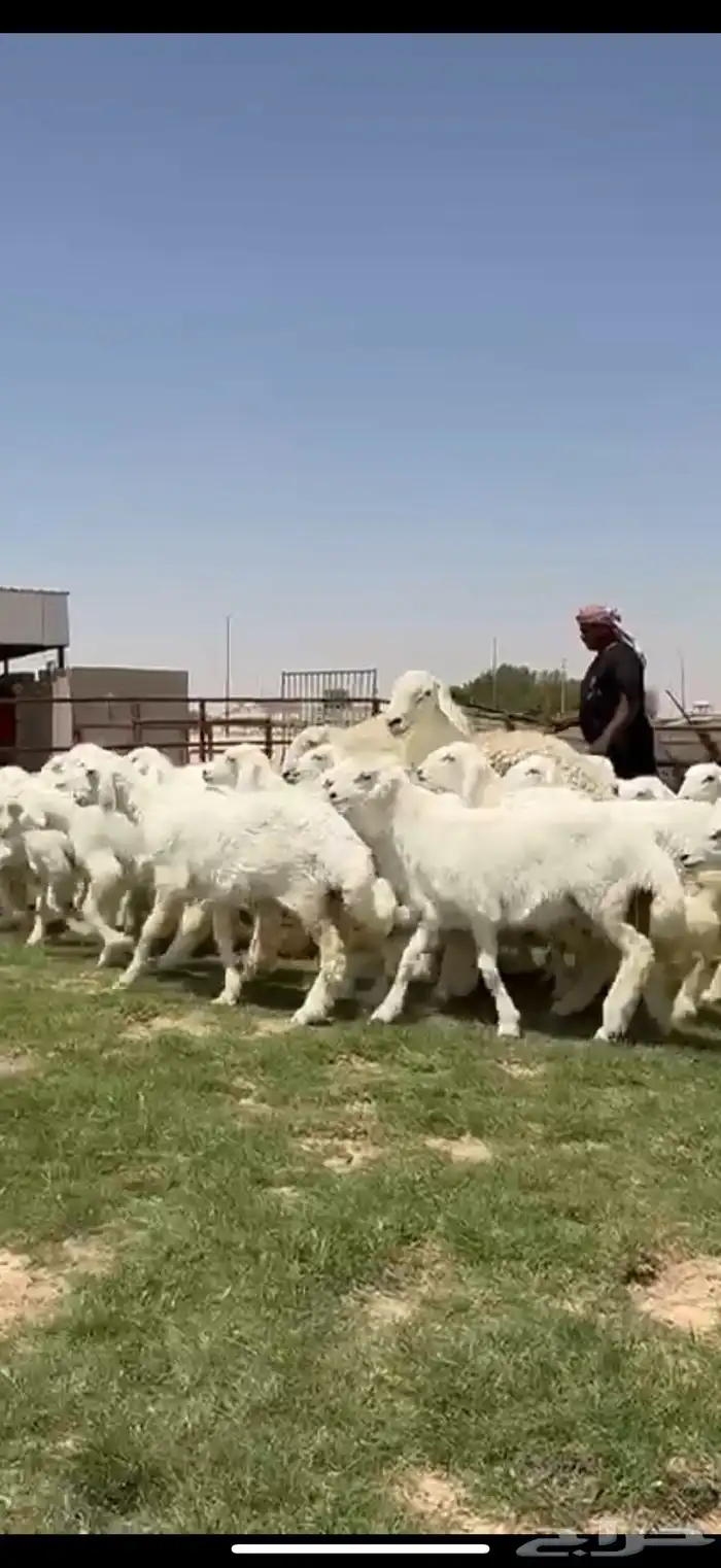 جذعات حريات صنف فاااخره مراح واحد ب فحولها 5