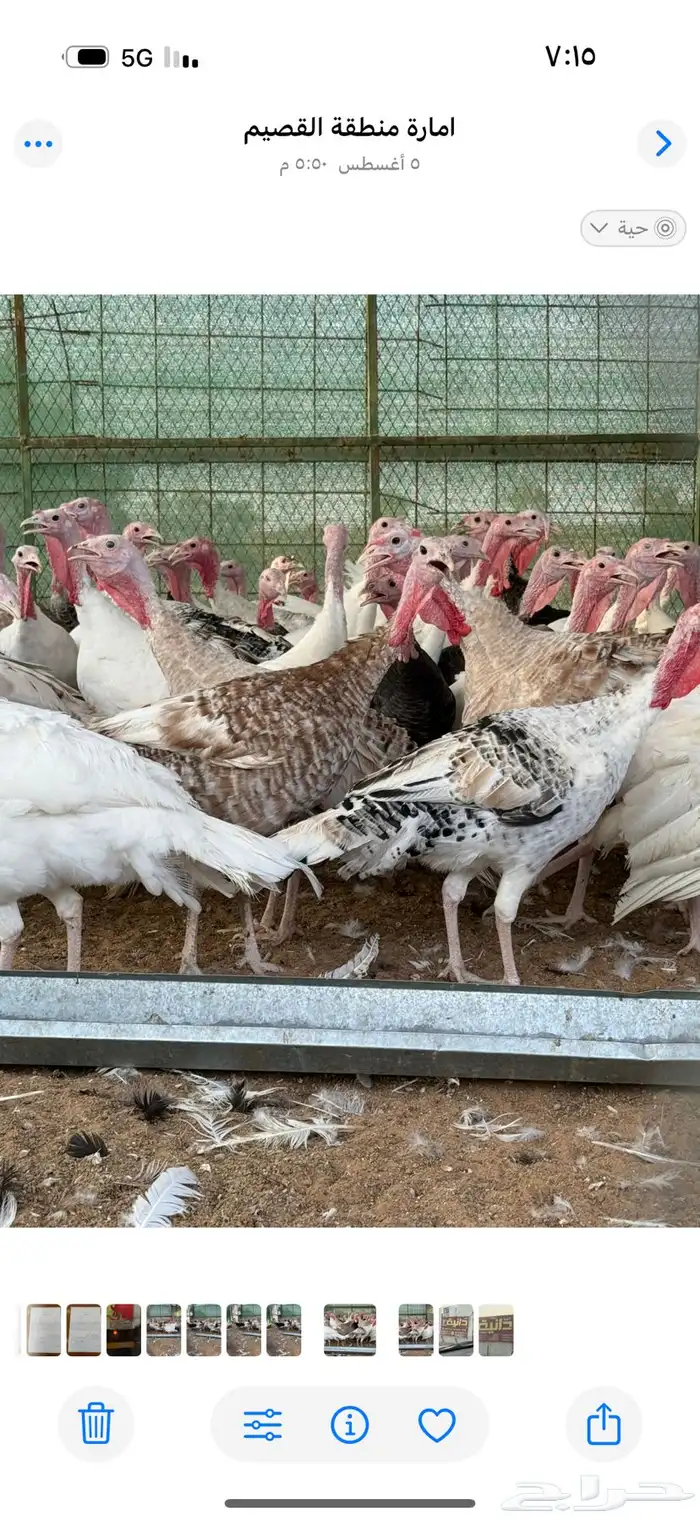 دجاج رومي بشاير 2
