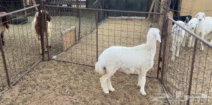 للبيع جذعه 2