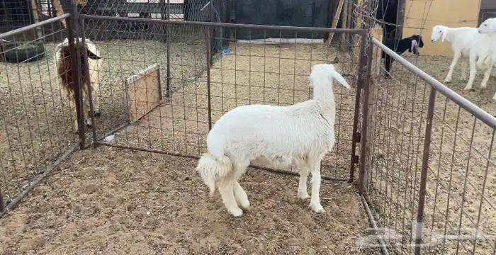 للبيع جذعه 3