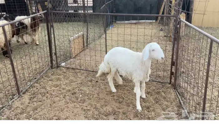للبيع جذعه 1