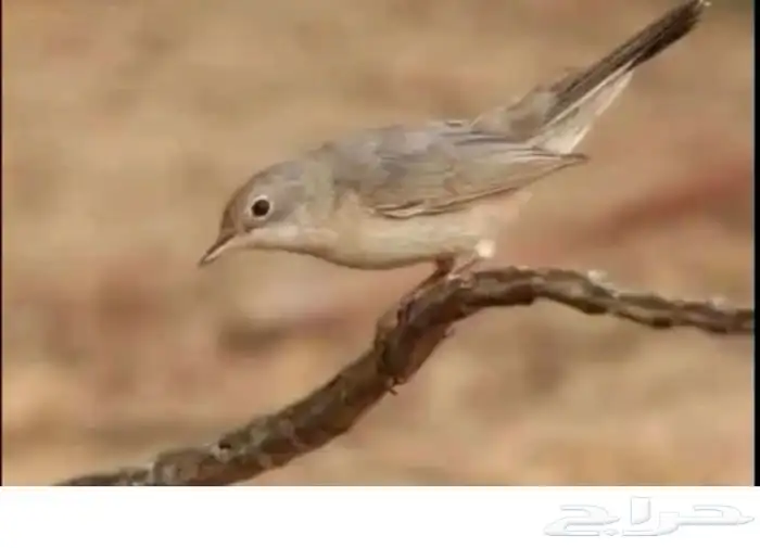 حصاد الموسم 0
