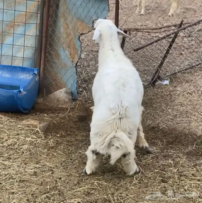 خروف حري جذع ذبيحة قافل شحم 7