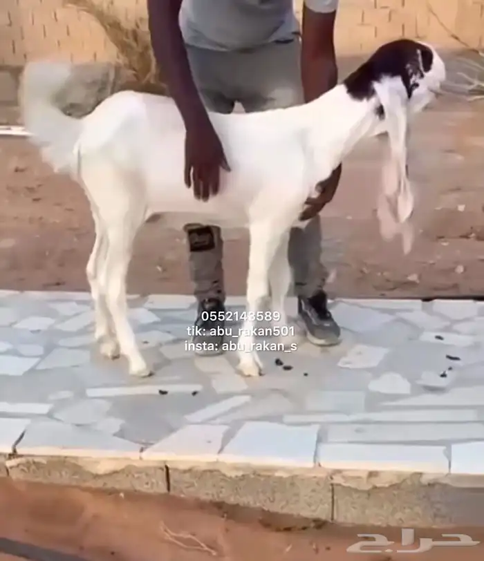 جفره فاخره 1