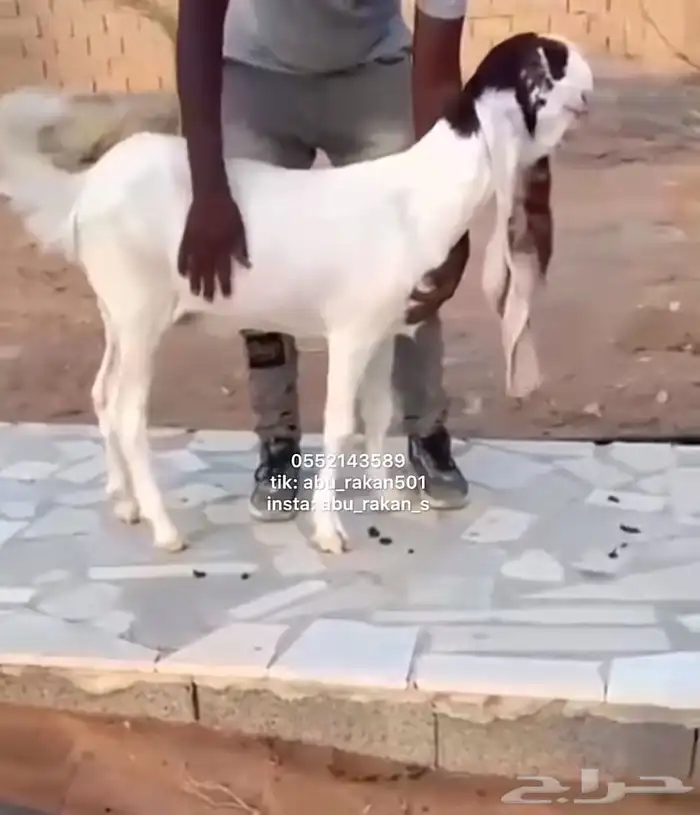 جفره فاخره 0