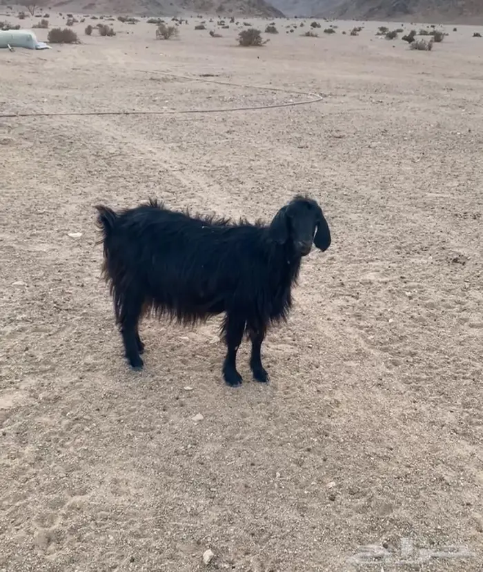 معزا للبيع 0