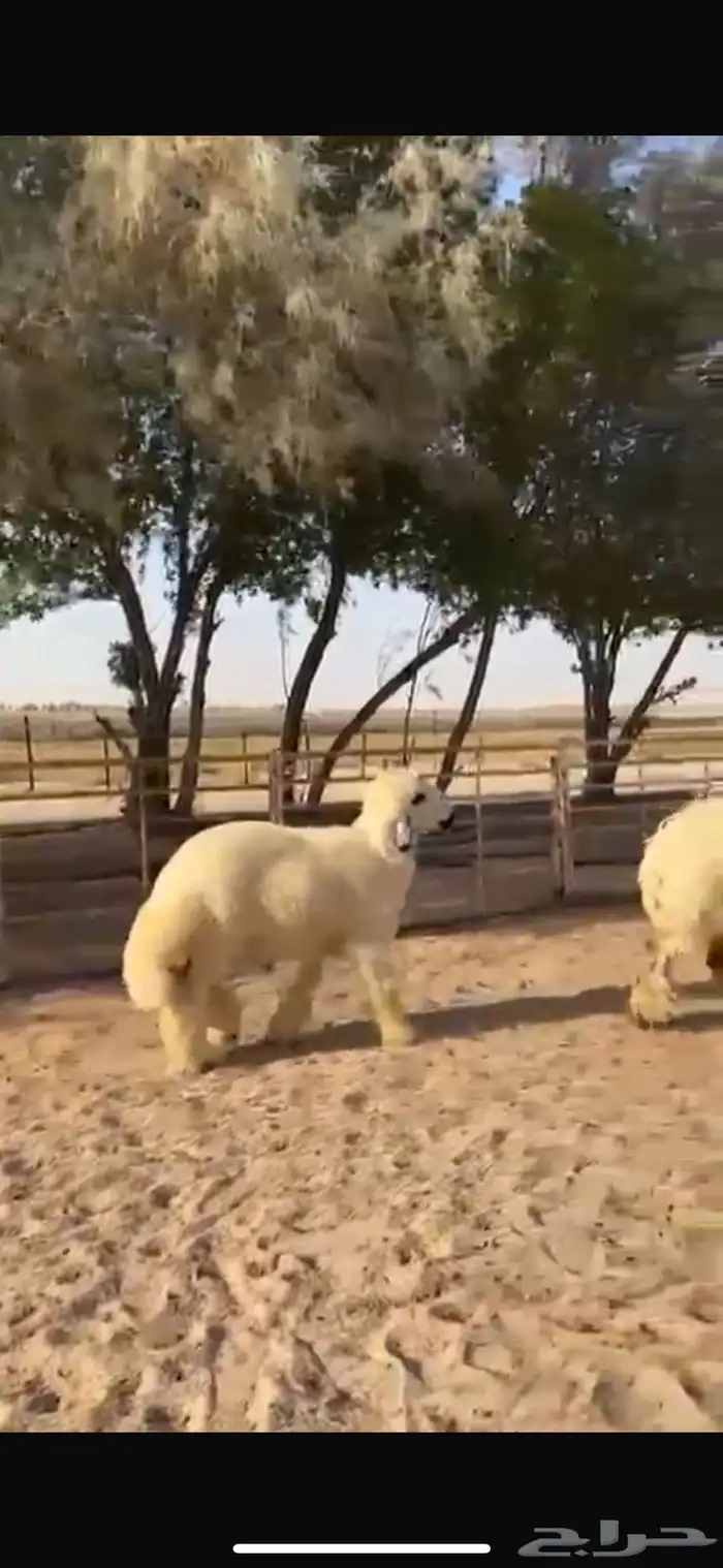 طلي فحل عربي ابيض مكحل من نوادر الحلال مشروع فحل فااخر 1