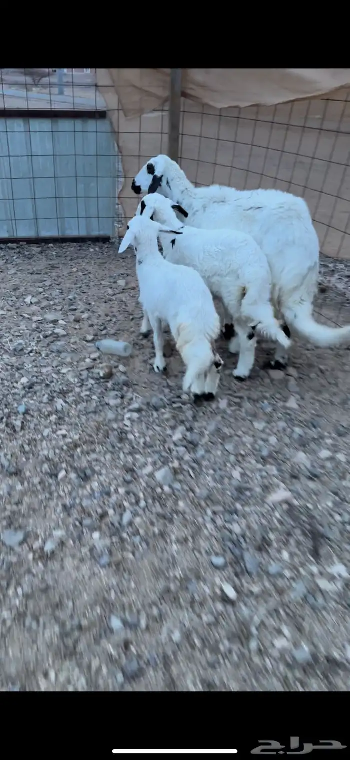 شاه سديس تحتها رخلين ذبايح ديدها سليم ورايم (( تم البيع )) 1