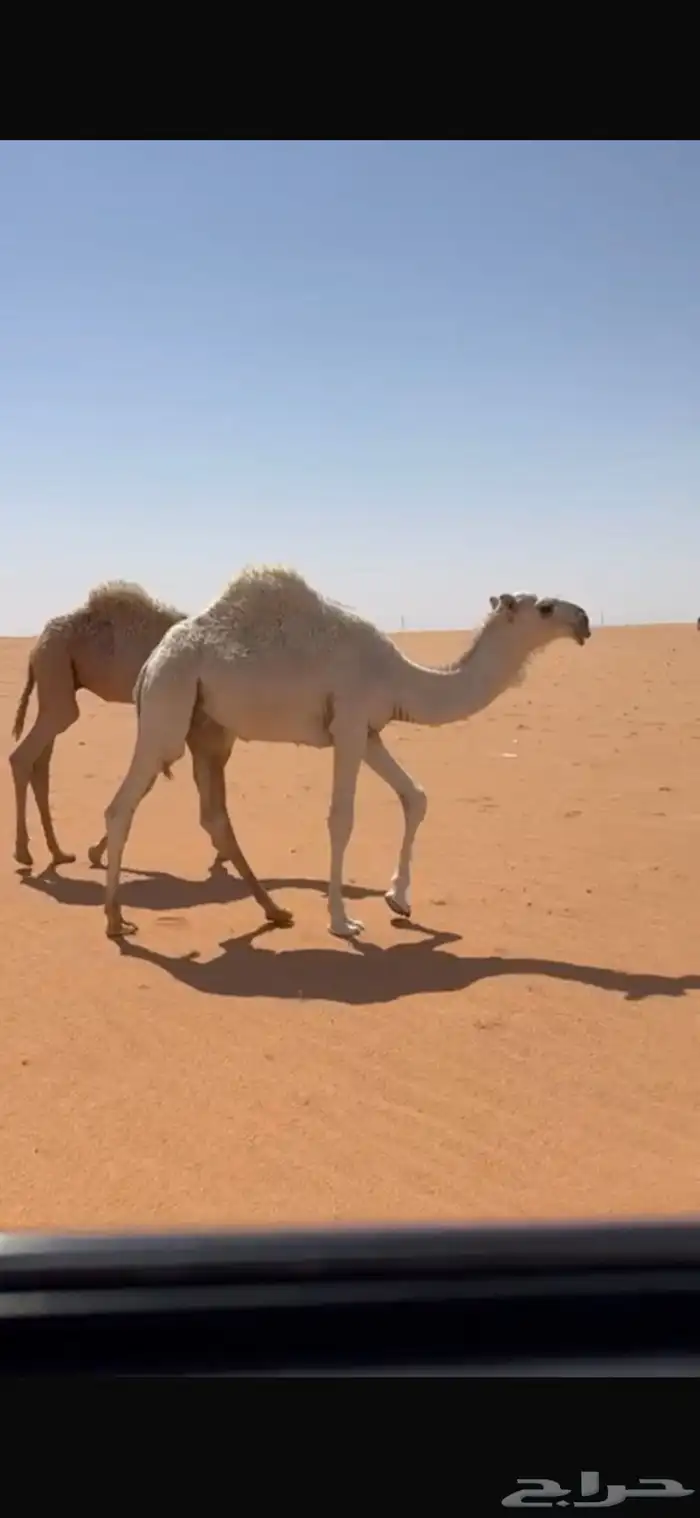 للبيع قعود حوار حيسووني ابوه بعير سعيد ابن شويه 0