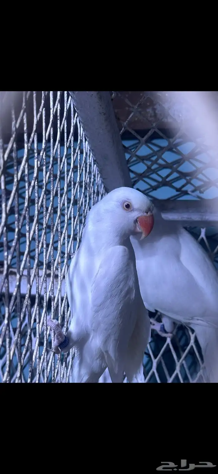 زوج دره البينو منتج 1
