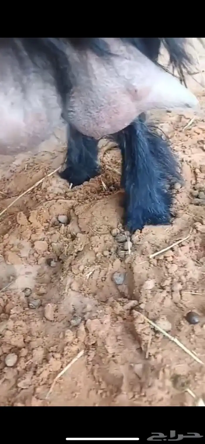 عنز عارضيه حليب طيب 4
