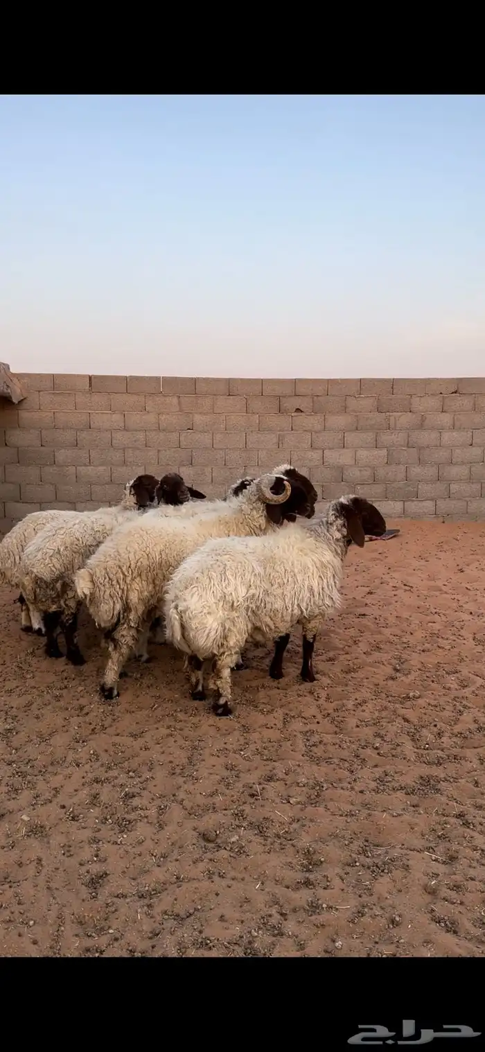 نعيم العدد 6 بفحلها السابع 0