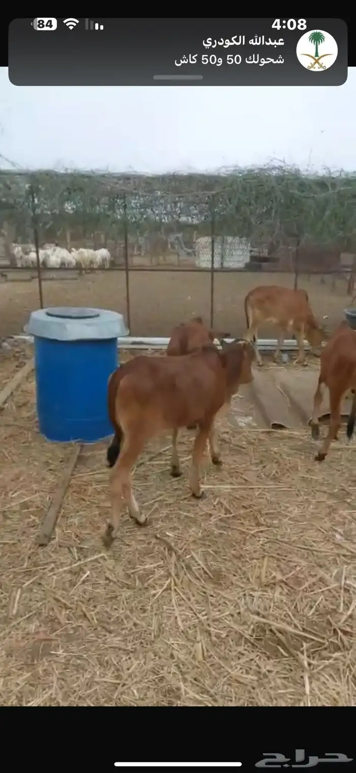 4 عجول بلدي 2
