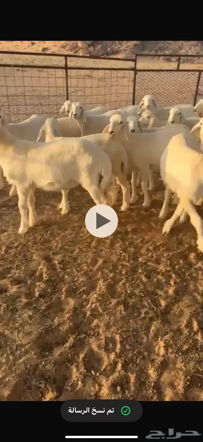 بهم مراح واحد شعره واطراف 0