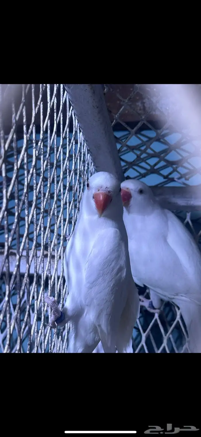 زوج دره البينو منتج 0