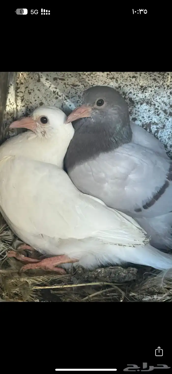 زغاليل زاجل وفرنسي عرض خاص 1