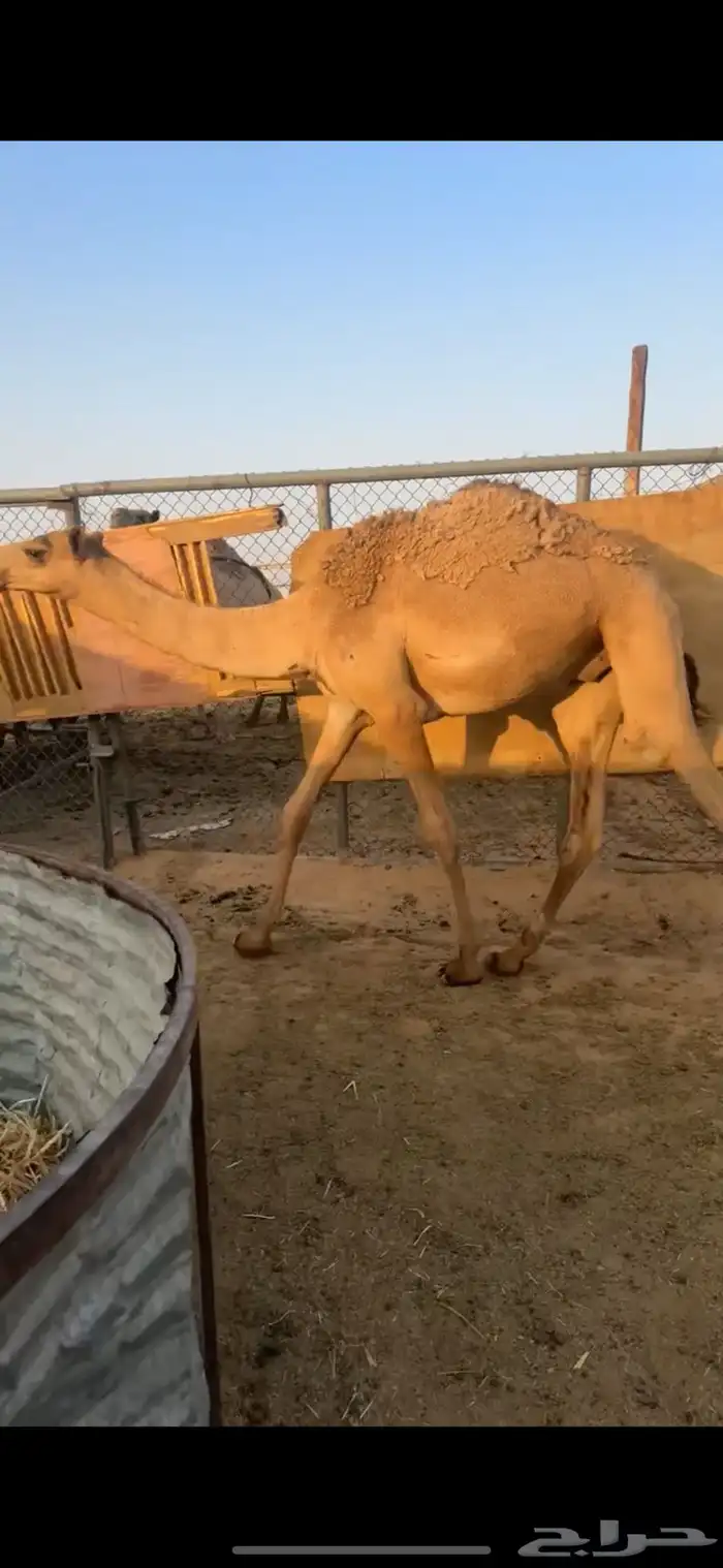 قعدان مفاريد عدد 3 طيبات وجبره ونظاف 9