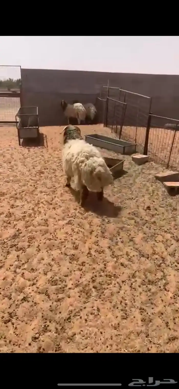 خروف نعيمي 1