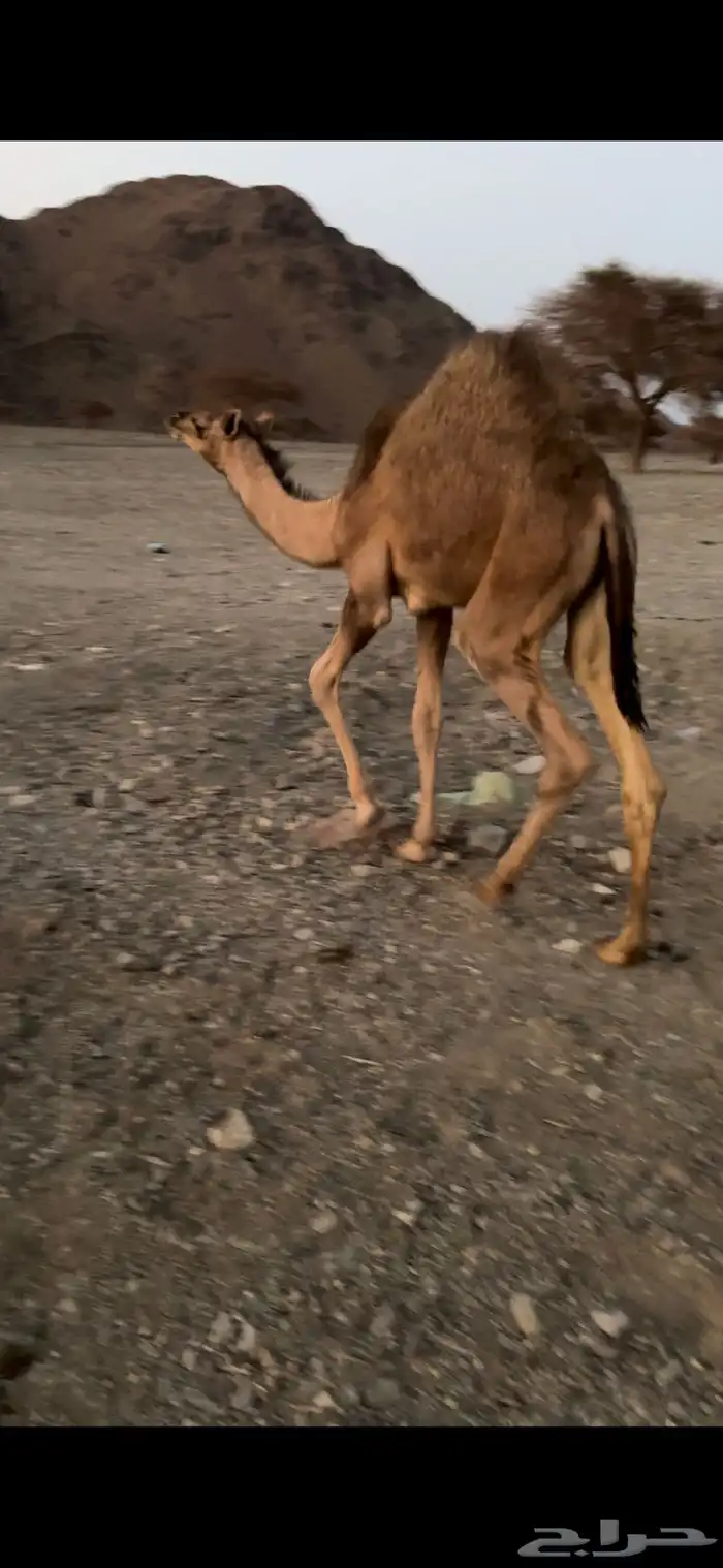 بكرتين للبيع 1